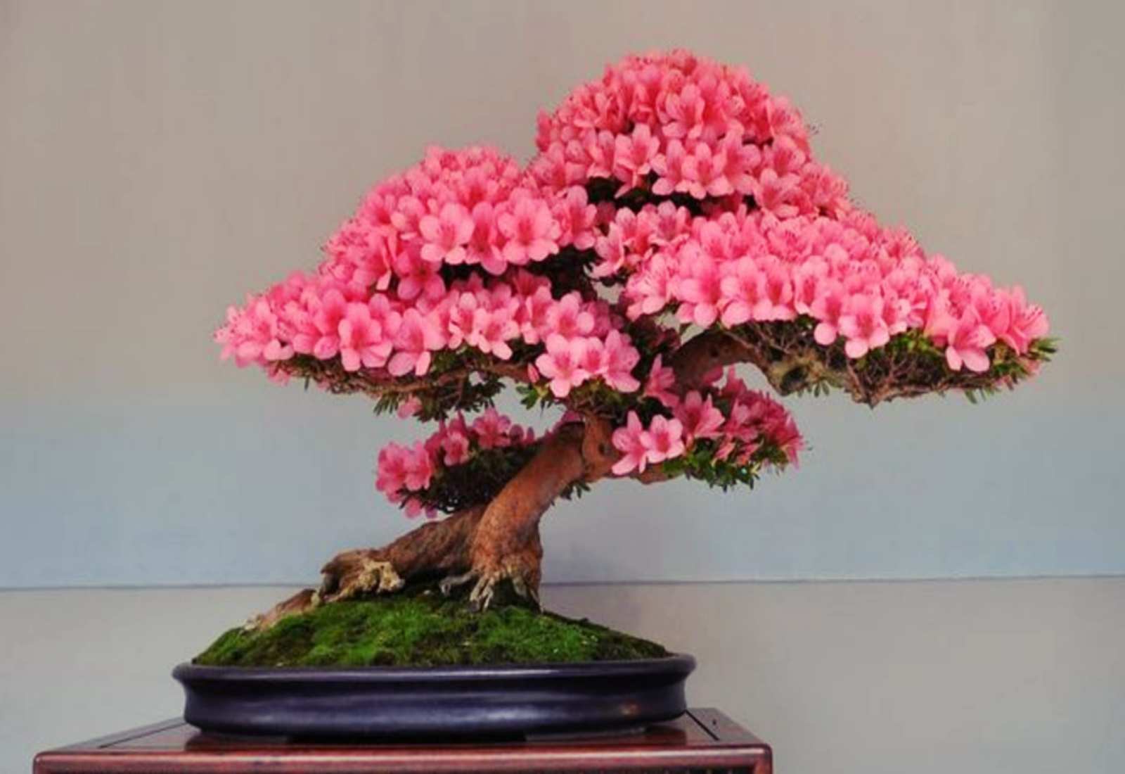 BONSAI