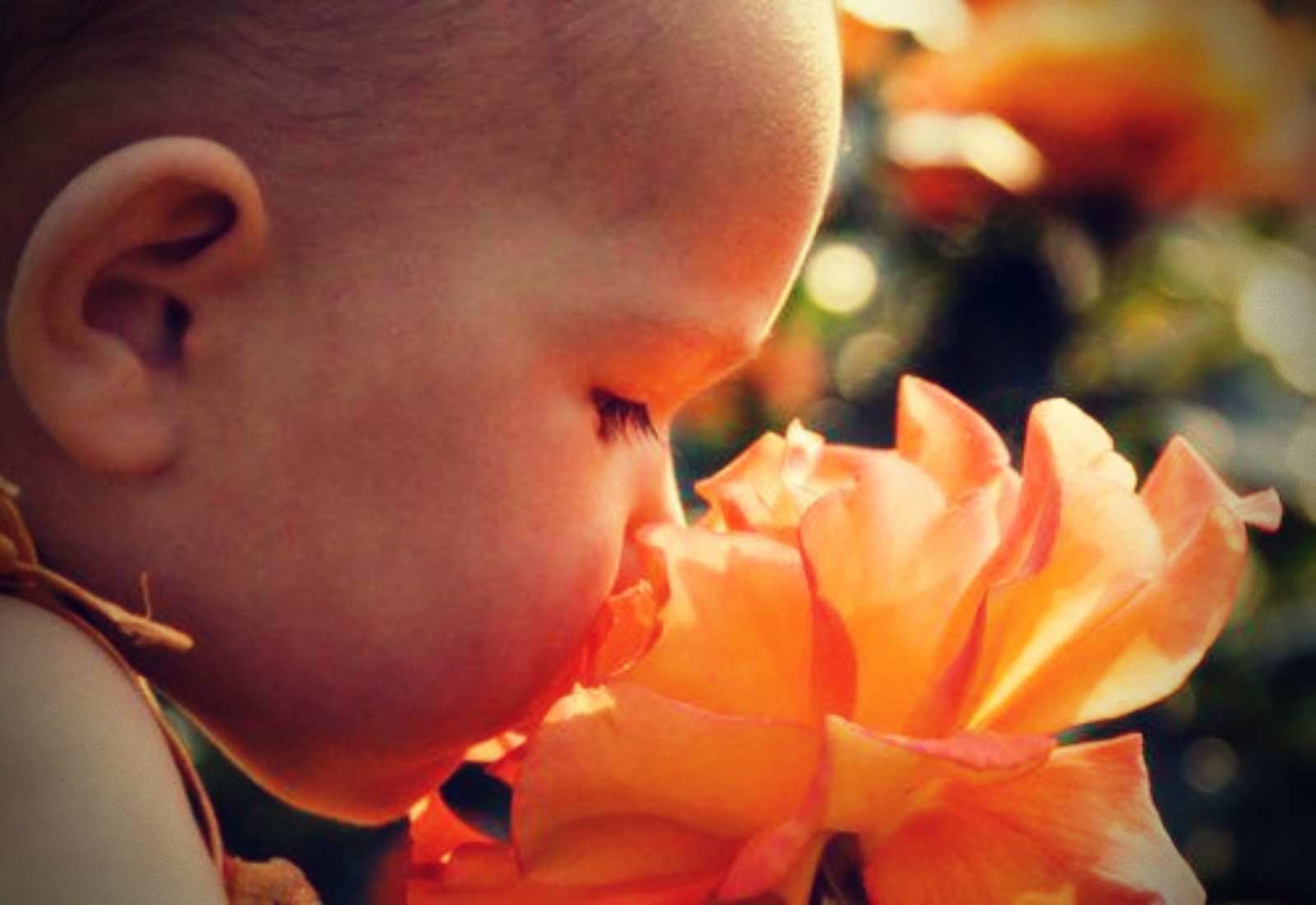 EL SENTIDO DEL OLFATO