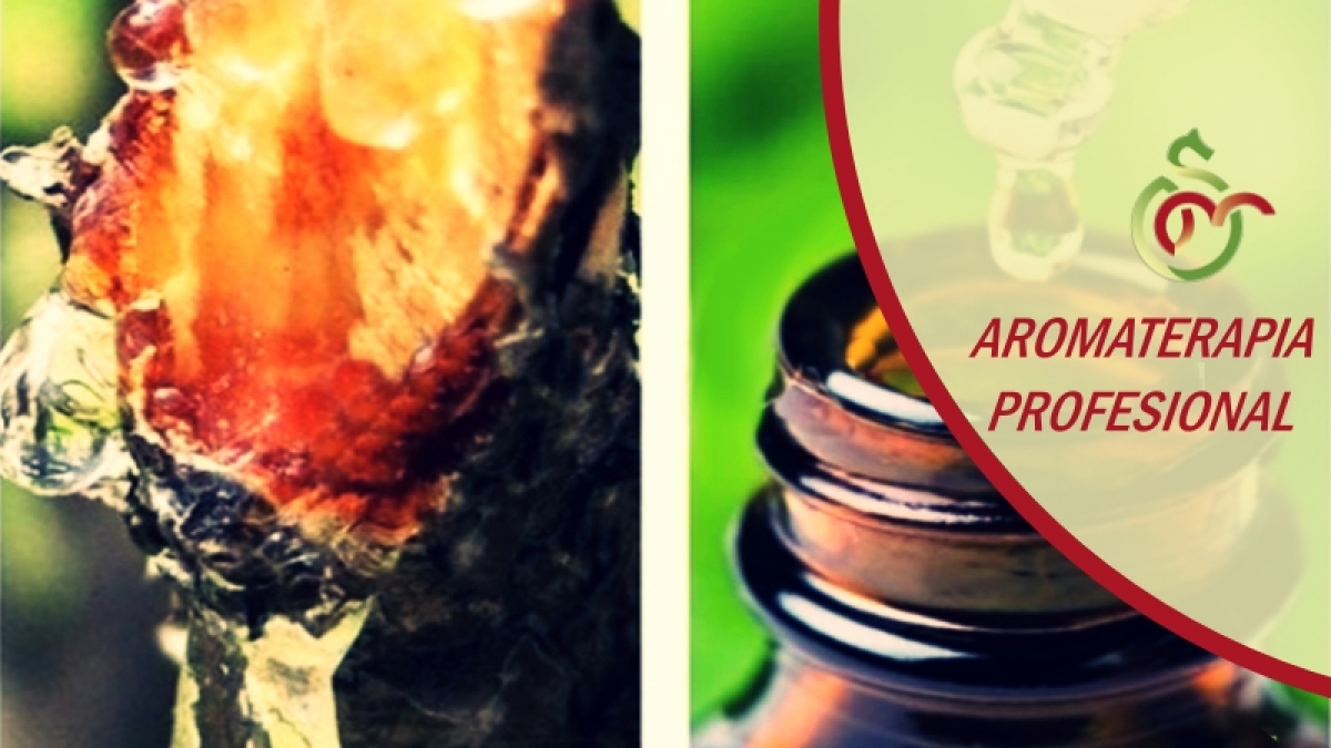 aceite-de-copa_thumb