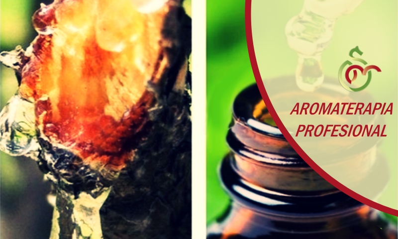 ACEITE DE COPAIBA (El Aceite “Lupa”)